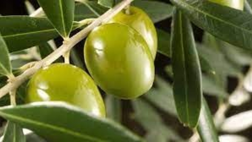 El INTA posee la primera colección de olivos de América