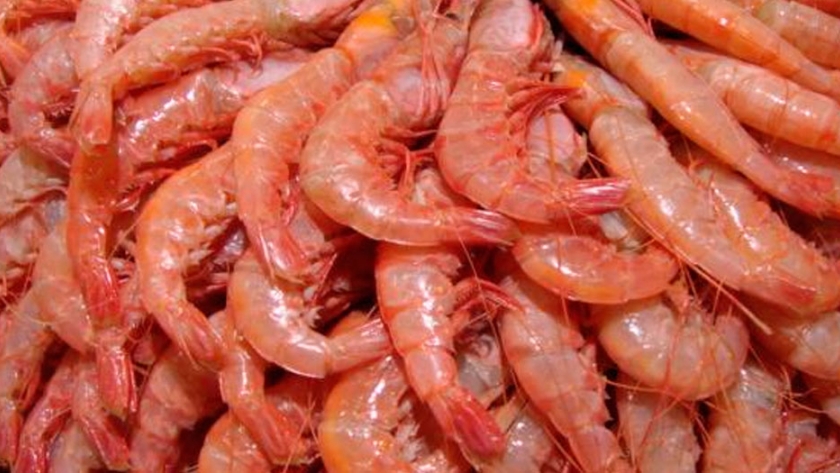 Suspenden la pesca de langostinos en Chubut