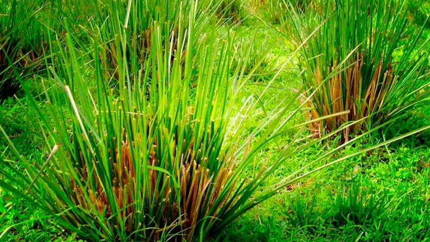 Las múltiples caras de la Vetiver