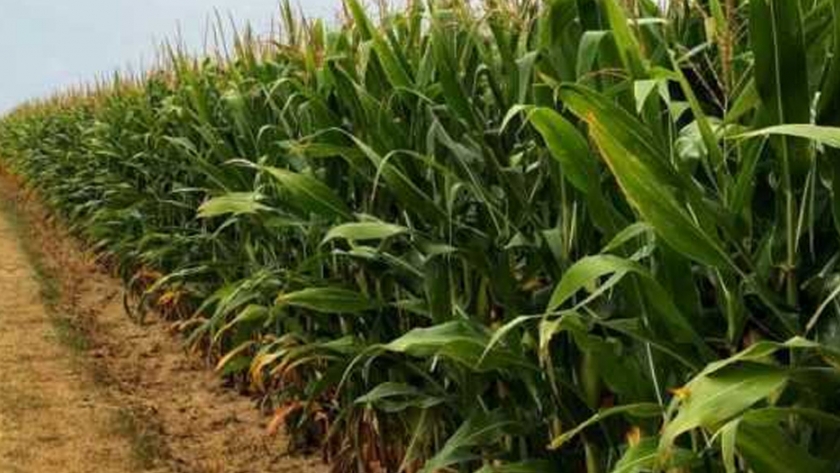 Experimento de campo de 20 años: rotar el maíz para mejorar la salud del suelo