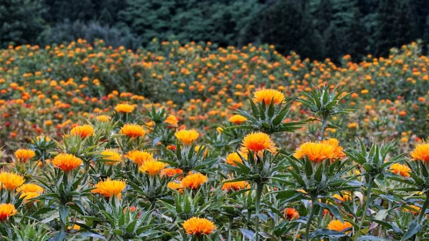 Innovación en el campo: Bunge y Moolec unen fuerzas para revolucionar el cultivo de cártamo