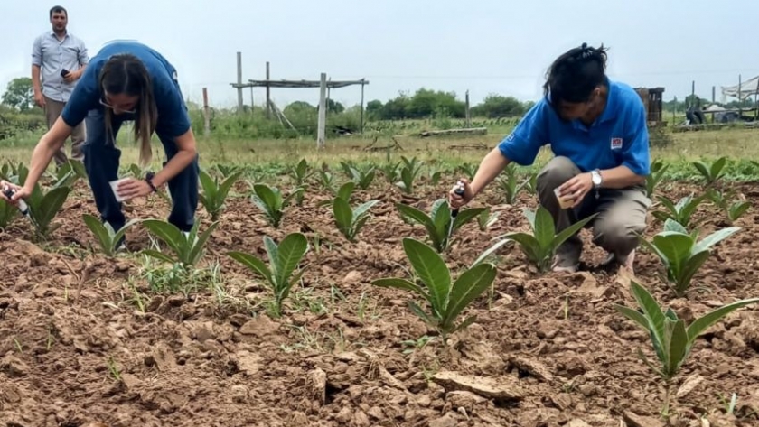 Cultivo de tabaco criollo