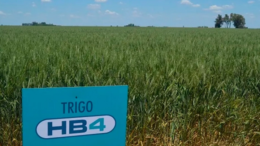 Bioceres anunció una suba del 6% en sus ingresos en el último trimestre de 2019