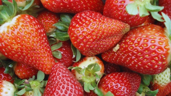 Innovación en conservación de frutas: INTA y UTN desarrollan concentrados de frutillas y mamones