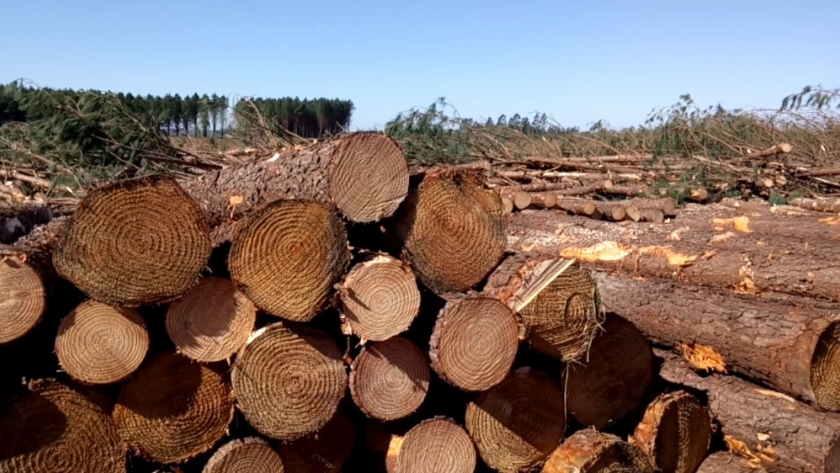 Misiones: se acordó un incremento del 35% en el precio de los rollos de madera