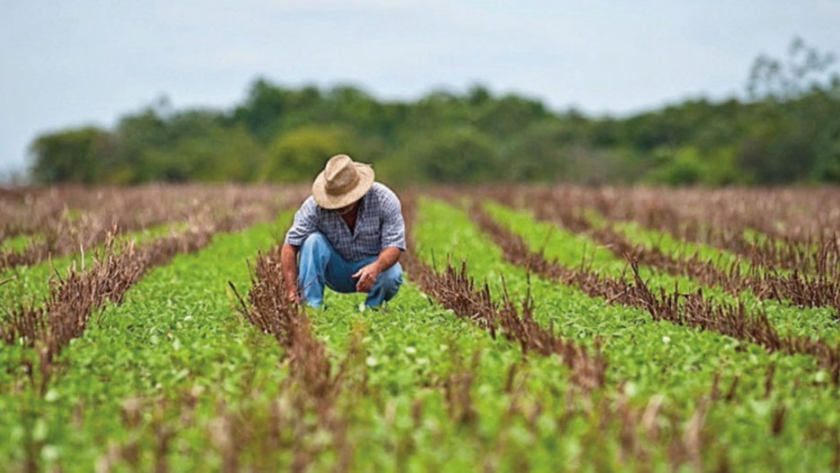 Ecología y sustentabilidad agrícola en México