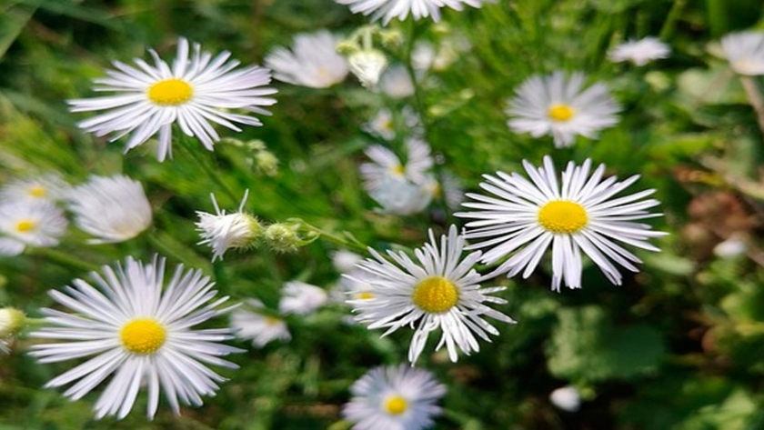 Conservar la flora espontánea, una decisión sustentable