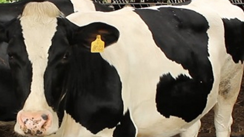 Potenciales y desafíos de la producción lechera en Brasil