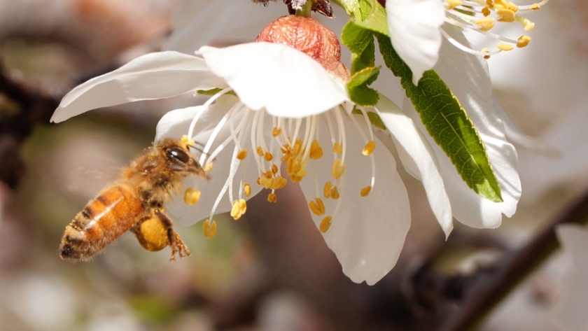 Crearán jardín para salvar abejas y otros polinizadores en Coyoacán