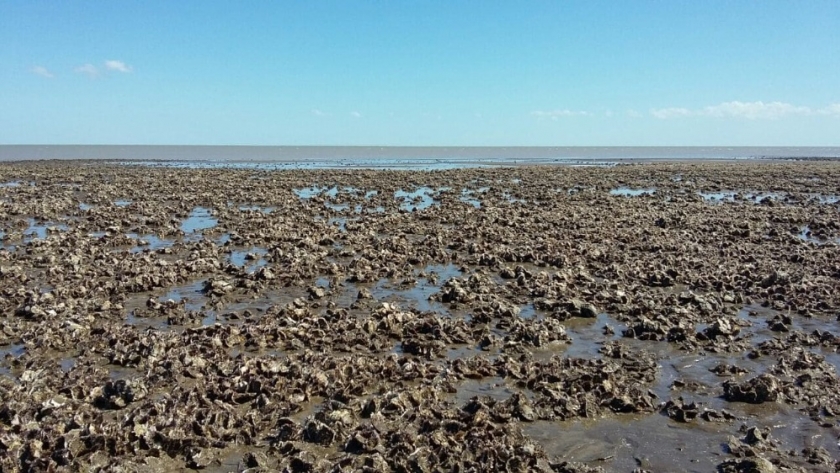 Desarrollo de un Plan de Manejo de la Ostra del Pacífico (Crassostrea gigas), especie invasora de las costas del partido de Coronel Rosales