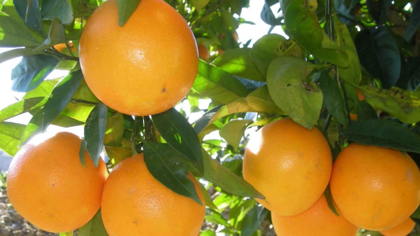 ¿Es rentable la producción de naranjas en Valencia?