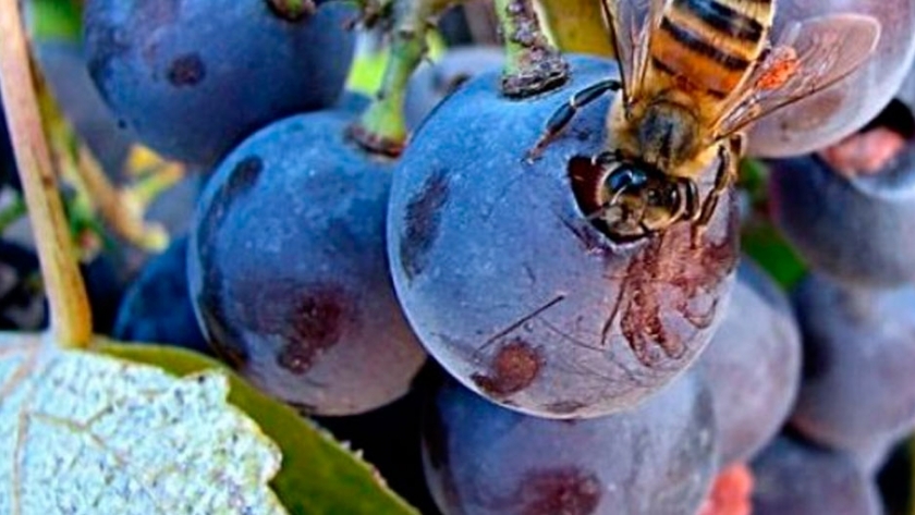 Investigan el polen para mejorar la producción de vinos