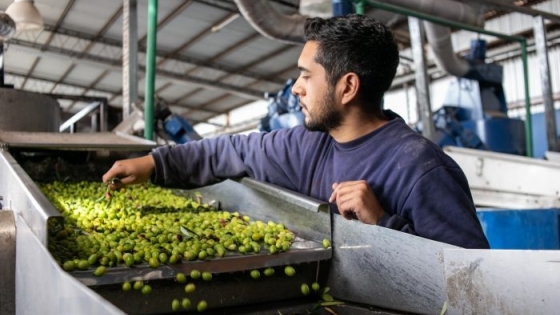 Manos mendocinas y sin intermediarios: Aceite de oliva a buenos precios
