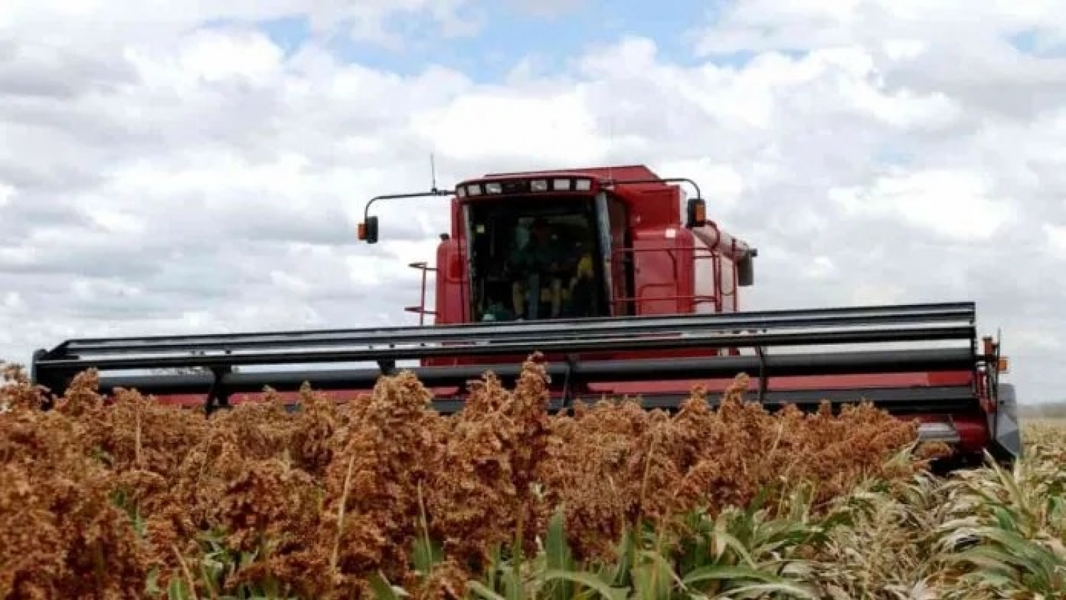 El sorgo vuelve al centro del mapa agrícola como respuesta a la presión climática y la demanda industrial