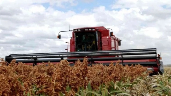 El sorgo vuelve al centro del mapa agrícola como respuesta a la presión climática y la demanda industrial