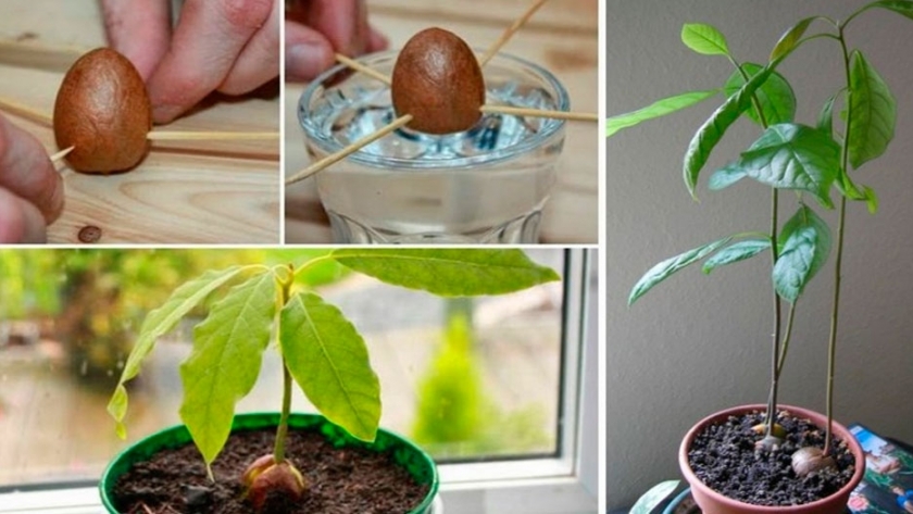 Como plantar un árbol de Palta
