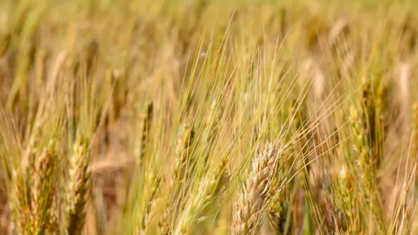 Buscan potenciar los beneficios del trigo HB4 
