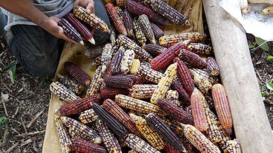 Investigadores documentan el primer uso de maíz en Mesoamérica