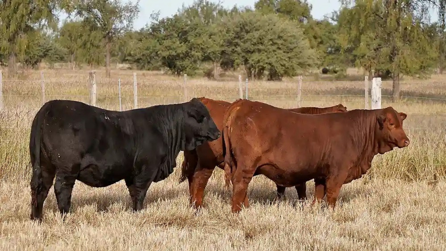 Novillos Brangus: una estrategia sin antibióticos permitió alcanzar el peso objetivo 13 días antes