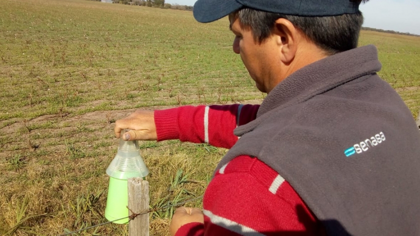 Monitoreo en la red de trampas para picudo del algodonero en la provincia de Chaco