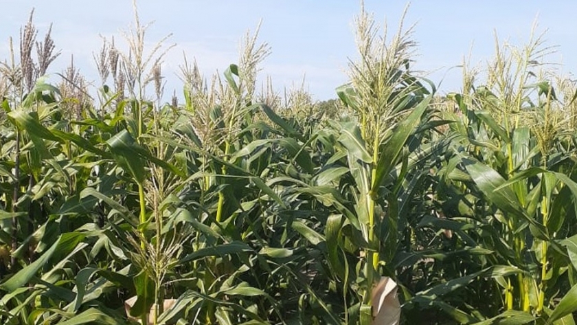 Dos nuevas variedades para la producción de choclos de calidad
