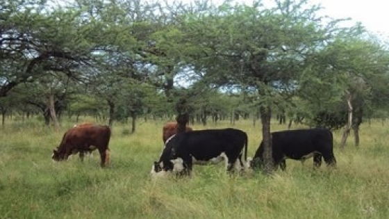 2026, el año en que los pastizales vuelven al centro del debate productivo y climático