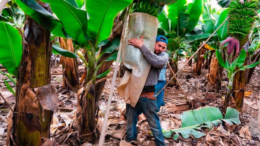 Crece la preocupación en Latinoamérica por una plaga de la banana