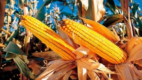 Paraguay: el maíz presenta calidad, pero bajos rindes