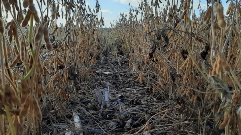 Por noveno año consecutivo la cosecha argentina de soja registra un nivel proteico inferior al óptimo