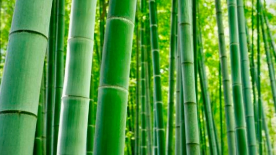 Cómo cuidar un bambú