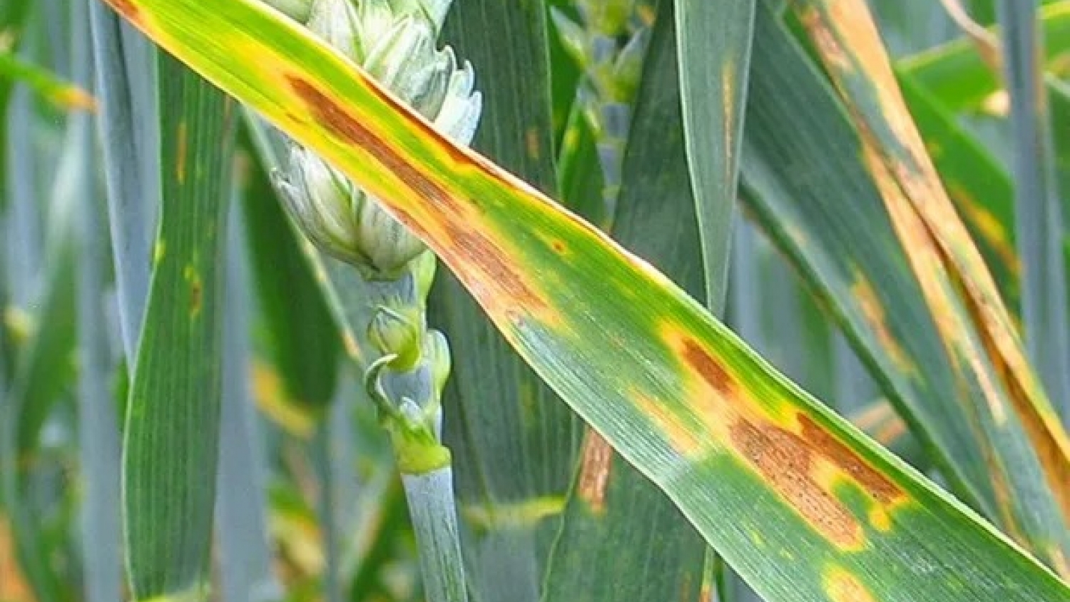 Mancha amarilla en trigo: las enfermedades afectan al 70% de los lotes