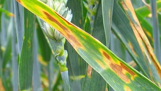 Mancha amarilla en trigo: las enfermedades afectan al 70% de los lotes