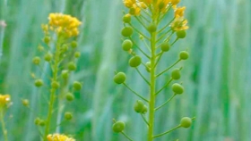 Startup desarrolló una variedad de cultivo que produce bioplásticos en su semilla
