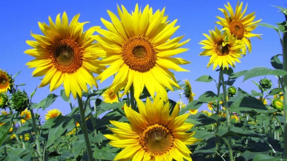 El girasol argentino gana terreno global con mejores rindes, precios firmes y más exportaciones