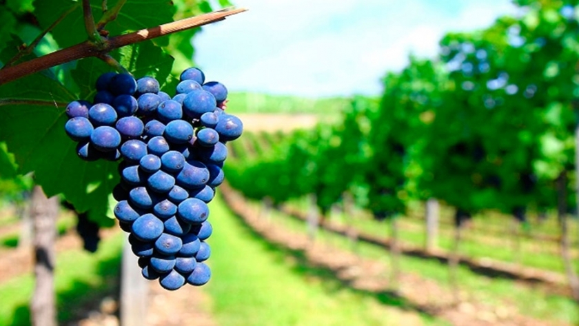 Autorizan el cultivo de cuatro nuevas variedades de vid desarrolladas por el INTA