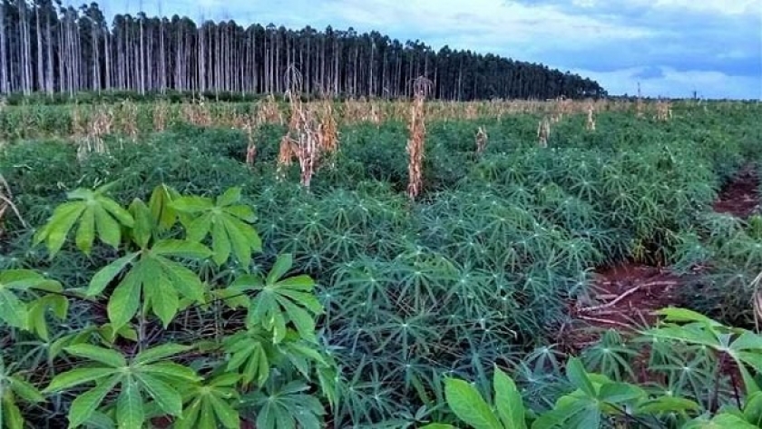 Cambian monocultivo de pinos por producción agroecológica de alimentos