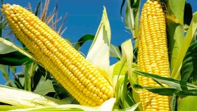 Se aprobó nuevo evento biotecnológico de maíz