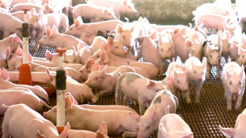 Asociativismo: la clave para el crecimiento de la producción porcina