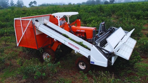 Yerba mate: la cosecha mecanizada mejora rindes si se ajusta el manejo del cultivo