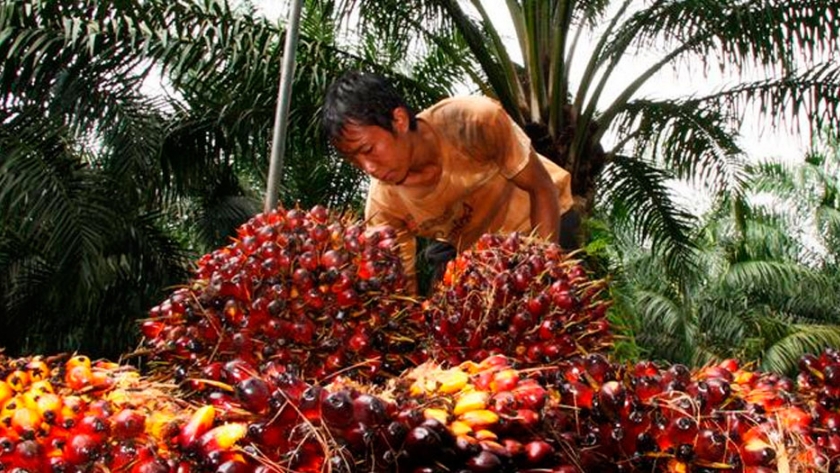 ¿Puede el aceite de levadura salvar los bosques tropicales de la palma aceitera?