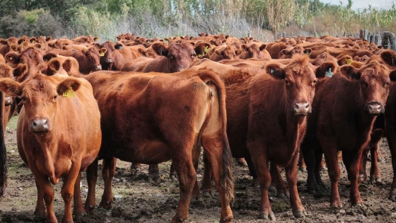 <Reposición con lógica de futuro: el ternero lidera una nueva etapa en la ganadería argentina