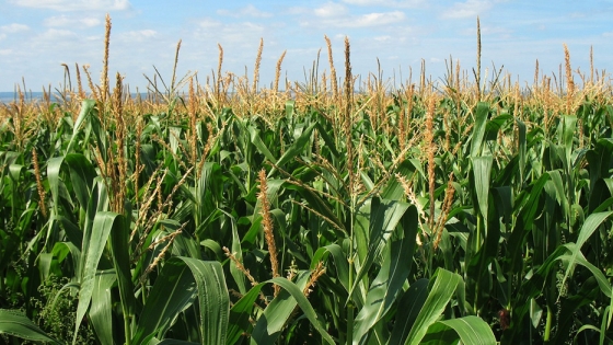 El maíz GM ya tiene un estudio técnico para el buen uso en suelos bolivianos