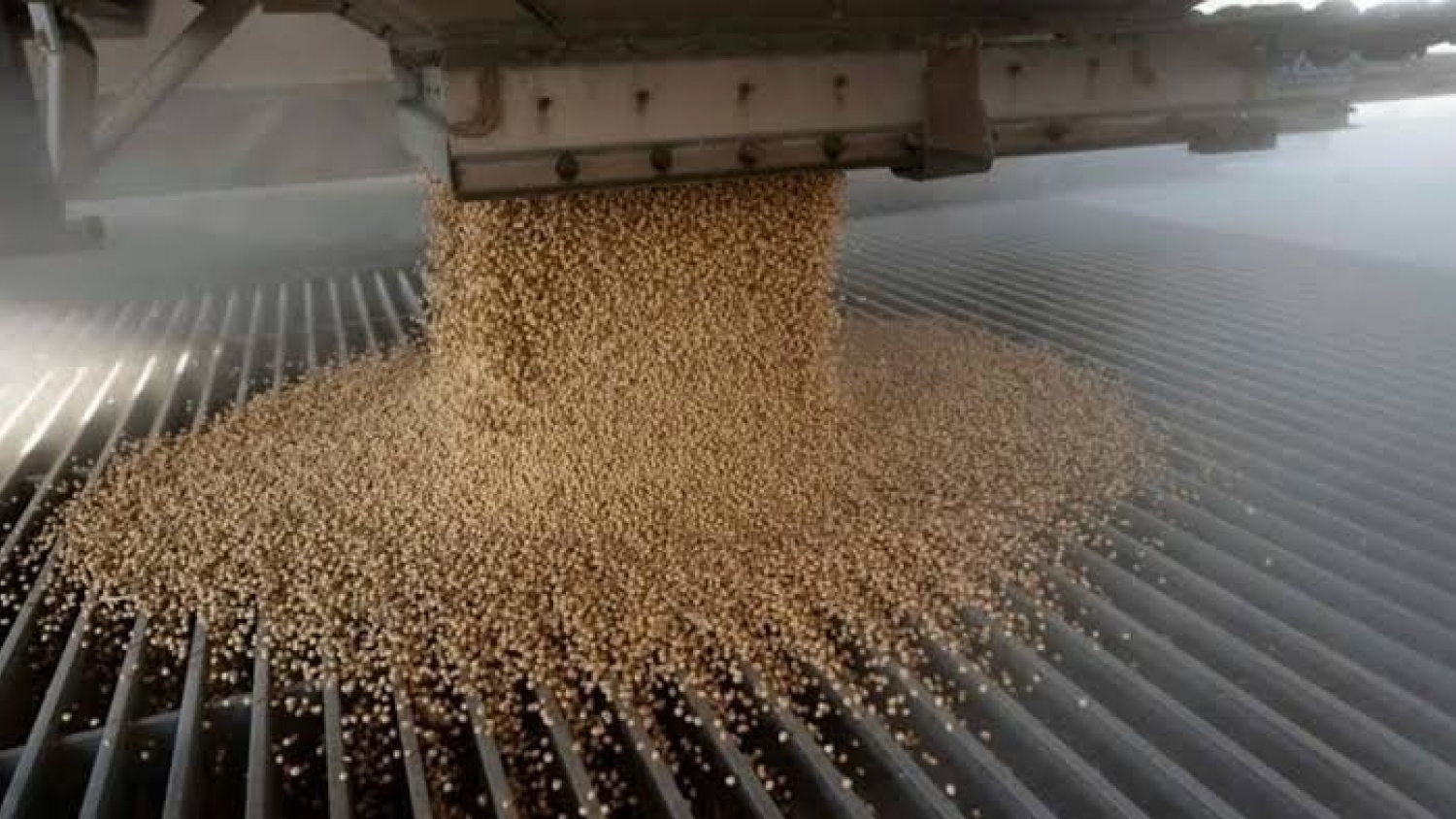 La industria aceitera acelera: la molienda de soja marcó en agosto su mejor registro en una década