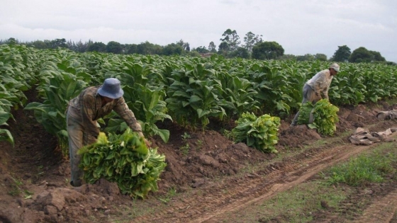 La producción tabacalera de Jujuy resiste: costos en alza y presión fiscal amenazan su futuro exportador