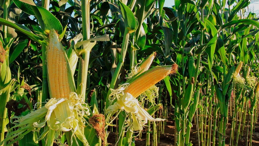 Dos nuevas variedades para la producción de choclos de calidad