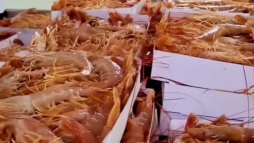 Habilitan la temporada de langostino 2026 tras aval científico y expectativas en el sector pesquero