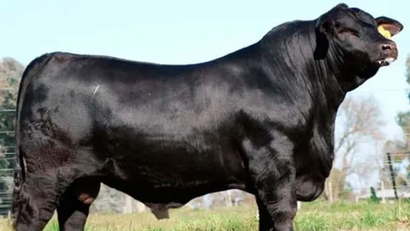 Remates remotos, videos de reproductores y blockchain: la adaptación de la ganadería al aislamiento obligatorio