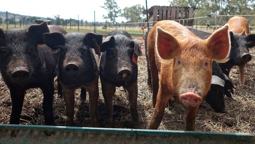 DAUERHAFT Bebedero de Agua de Cerdo de Larga Vida útil para Cerdo Piglet Water Bowl 