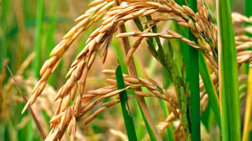 Villaguay, el principal departamento productor de arroz en Entre Ríos