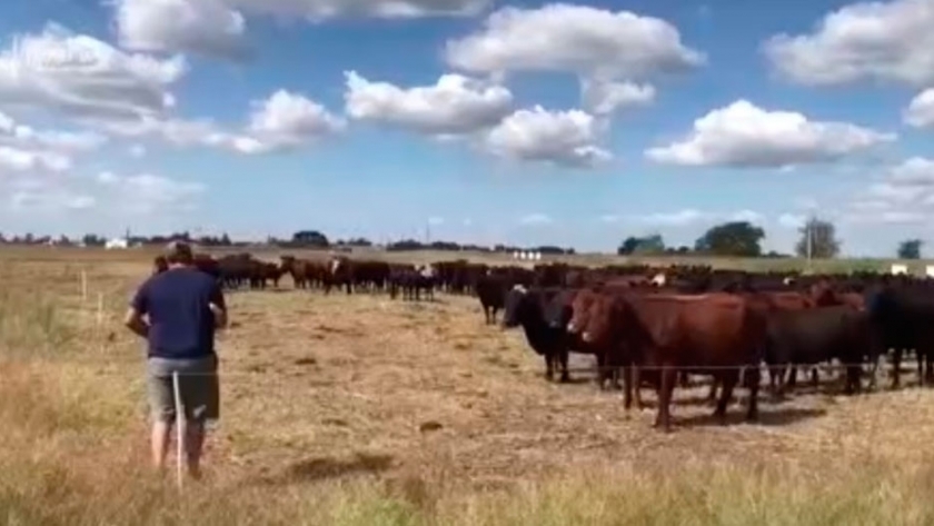 El barbecho a diente: El último gran ensayo de los investigadores de la agroecología